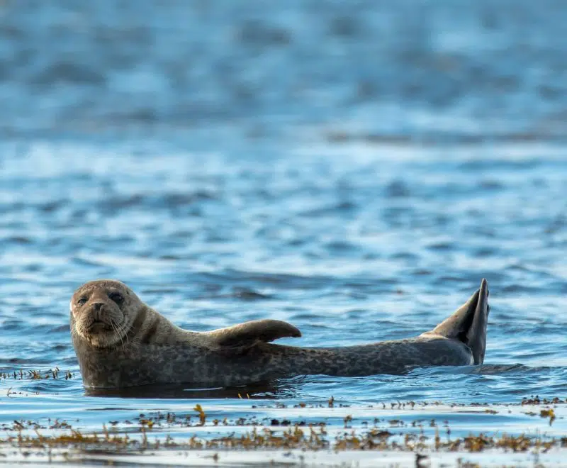 Where To See Seals in Cornwall: Top 12 Places To Spot Them 